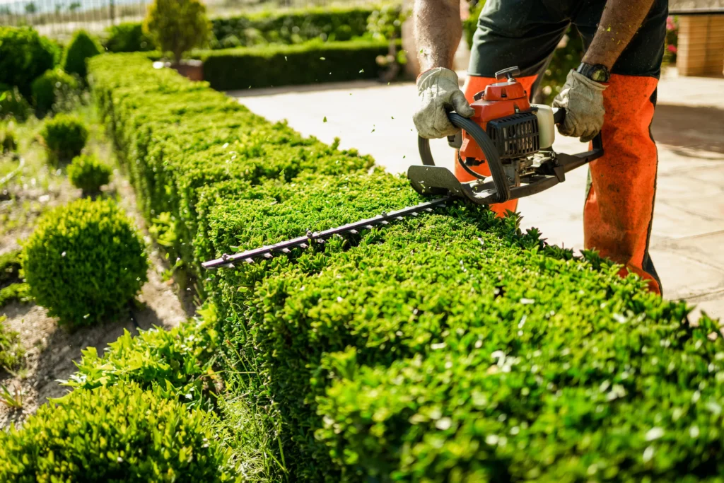 hedge trimming services in Mississauga, toronto, etobicoke, brampton, markham and GTA