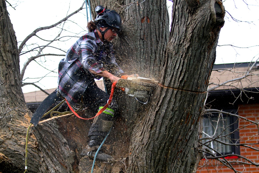 Tree and branch removal