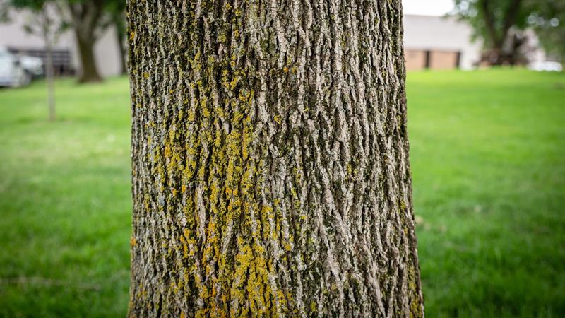 ash tree