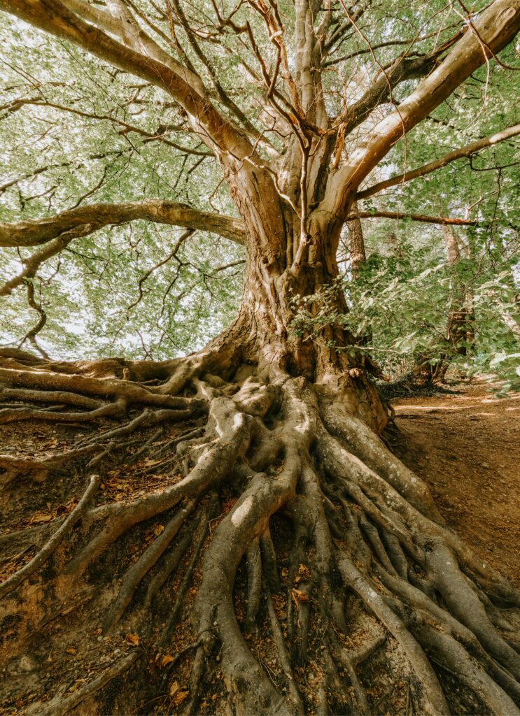 root pruning and remediation