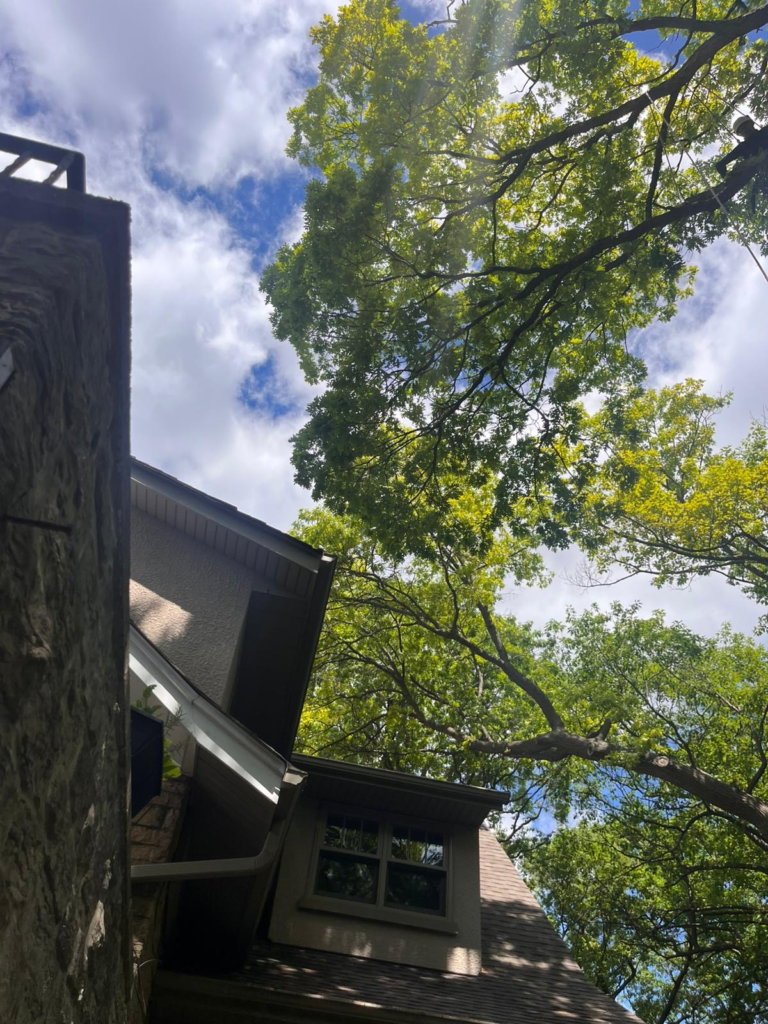 Large tree leaning close to a house in Riverside, Toronto, highlighting the need for a professional tree inspection and risk assessment. Canopy reaches over roof.