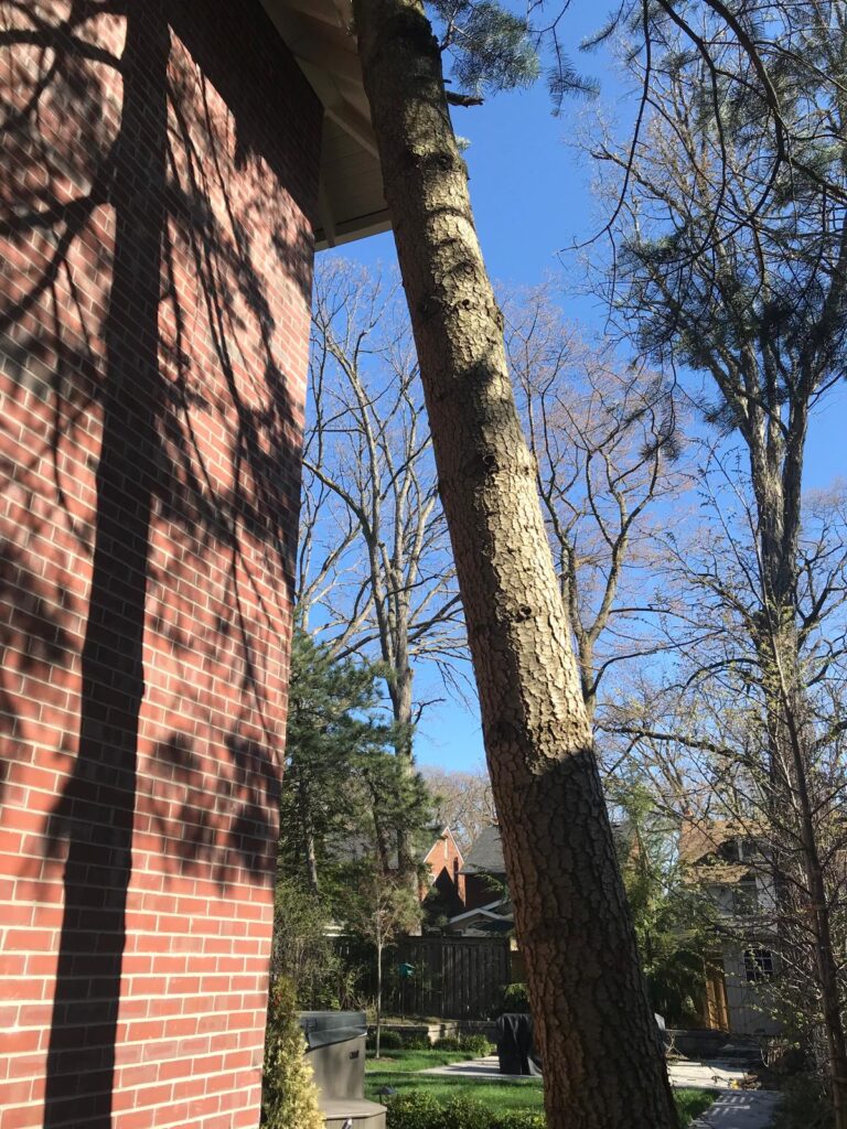 A tall, mature coniferous tree with textured bark leaning at a severe angle until its upper trunk rests directly against the white eaves and red brick wall of a two-story residential house in Forest Hill, Toronto. A dark shadow of the leaning tree is cast sharply across the sunlit brick facade. The base of the tree is rooted in a landscaped backyard, highlighting an active structural hazard requiring precision tree removal to protect the home's exterior.