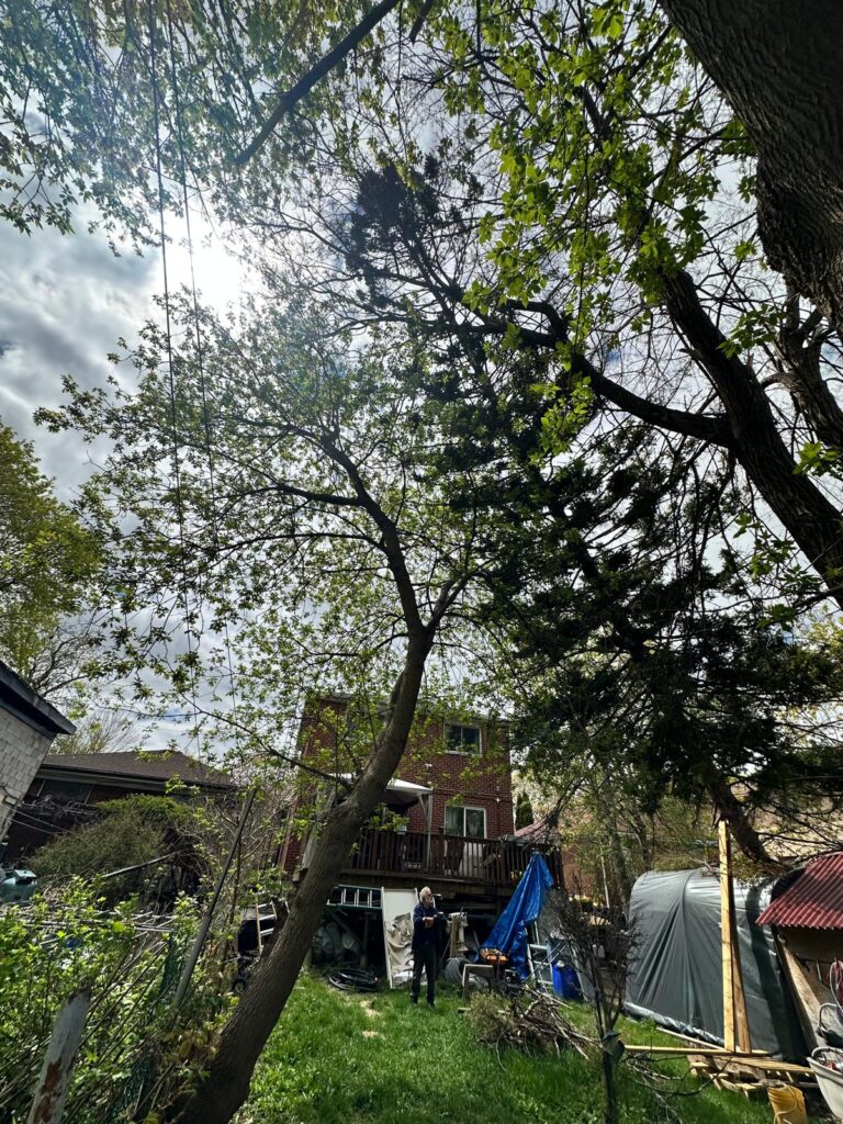 A residential backyard in Riverdale, Toronto, showing a tall deciduous tree with a severe, dangerous lean pointing directly toward the wooden deck and rear wall of a two-story brick house. The tree's angled trunk dominates the foreground, while a person stands in the yard below evaluating the canopy. The tight urban space contains a shed, a blue tarp, and various backyard equipment, highlighting the need for a complex, restricted-space tree hazard assessment.