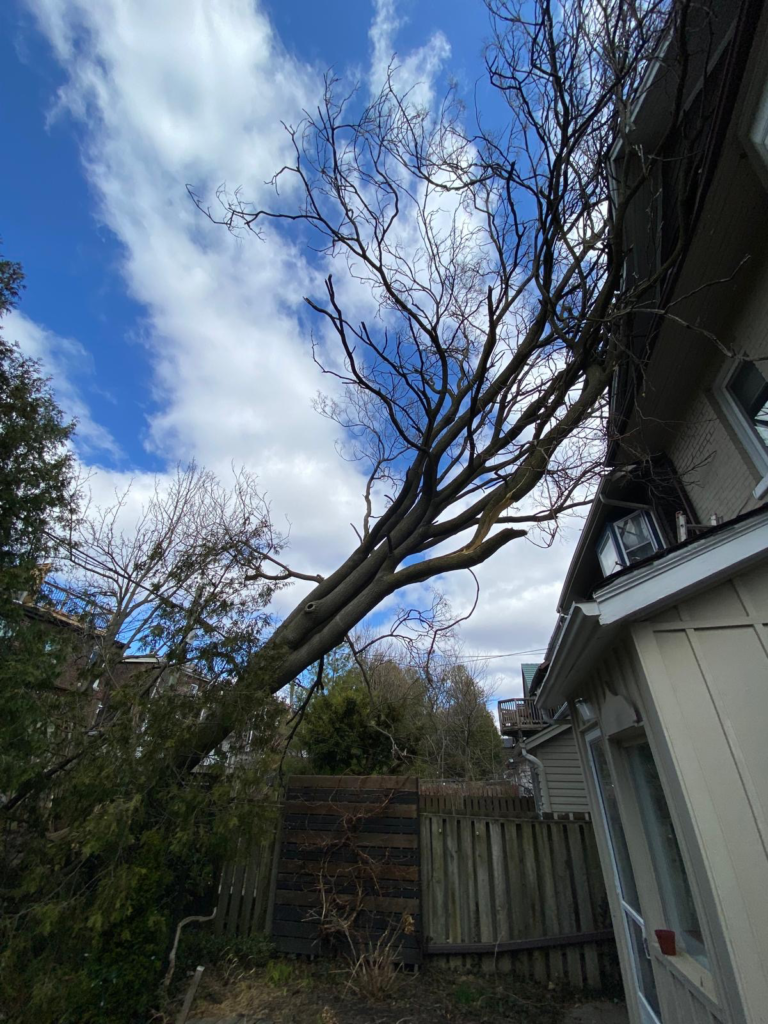 Large tree fallen onto a home in Leslieville, Toronto, requiring emergency tree removal to safely protect the property.