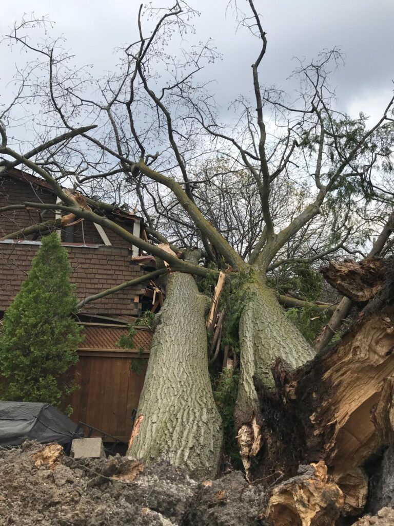 Two large fallen trees resting on a house in Toronto after crushing the roof, requiring emergency tree removal by certified arborists.