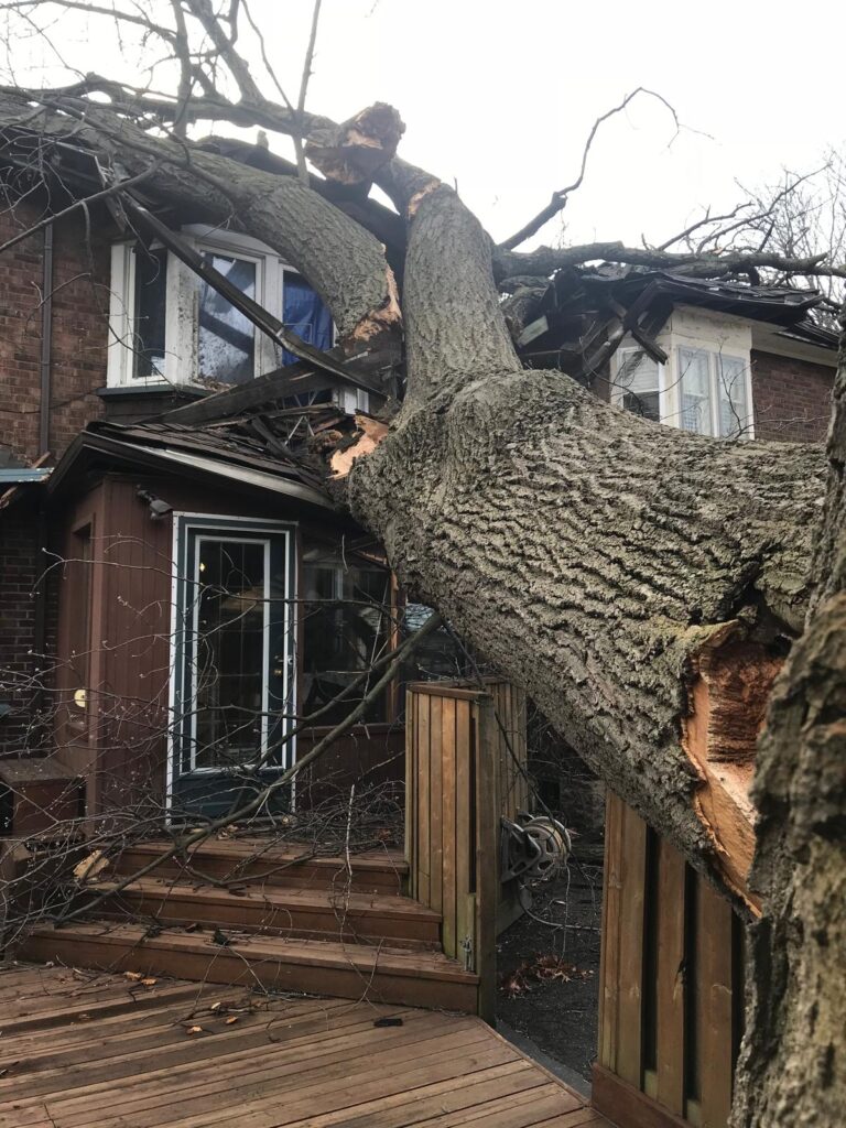Massive red oak tree collapsed into a house in Baby Point, Toronto, causing significant structural damage and requiring emergency crane-assisted tree removal.