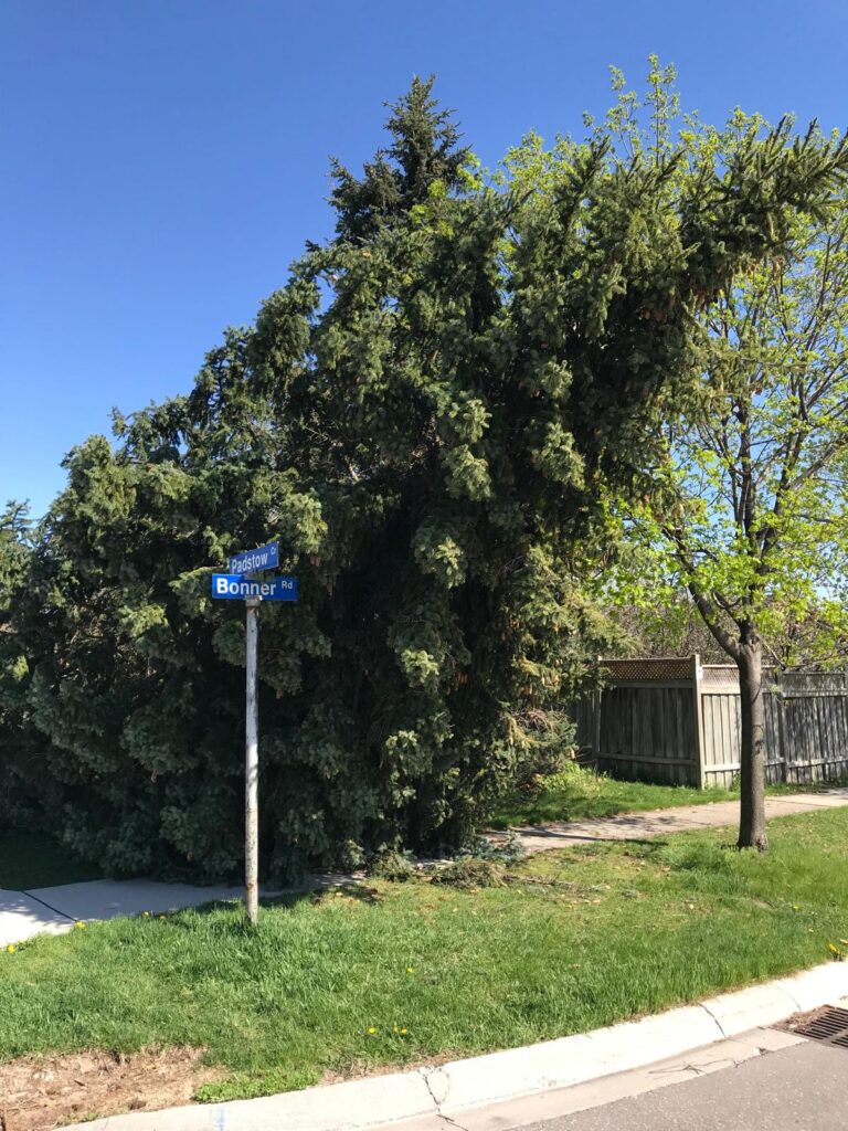 Large tree leaning over a road in Clarkson, Mississauga, requiring emergency cleanup by certified arborists.