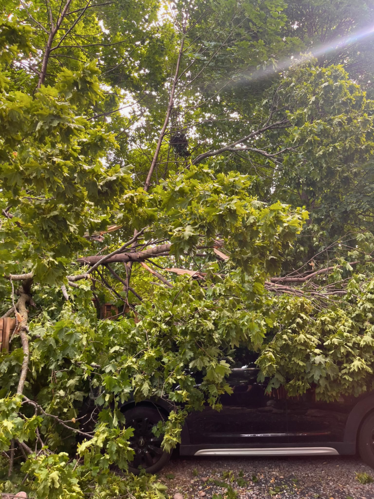 Large tree that fell onto a car after a storm in Wychwood Park, Toronto, requiring emergency tree removal by certified arborists.