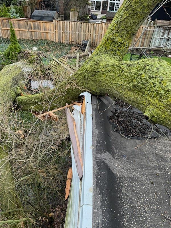 An uprooted Norway Maple resting heavily on a flat residential roof in Rosedale, Toronto. Norway Maples are known for their shallow, aggressive root systems and structural weaknesses, which make them highly susceptible to uprooting and branch failure during severe weather. This level of catastrophic impact requires immediate emergency hazard assessment and specialized extraction to remove the massive weight without causing further collapse to the home's structural envelope.