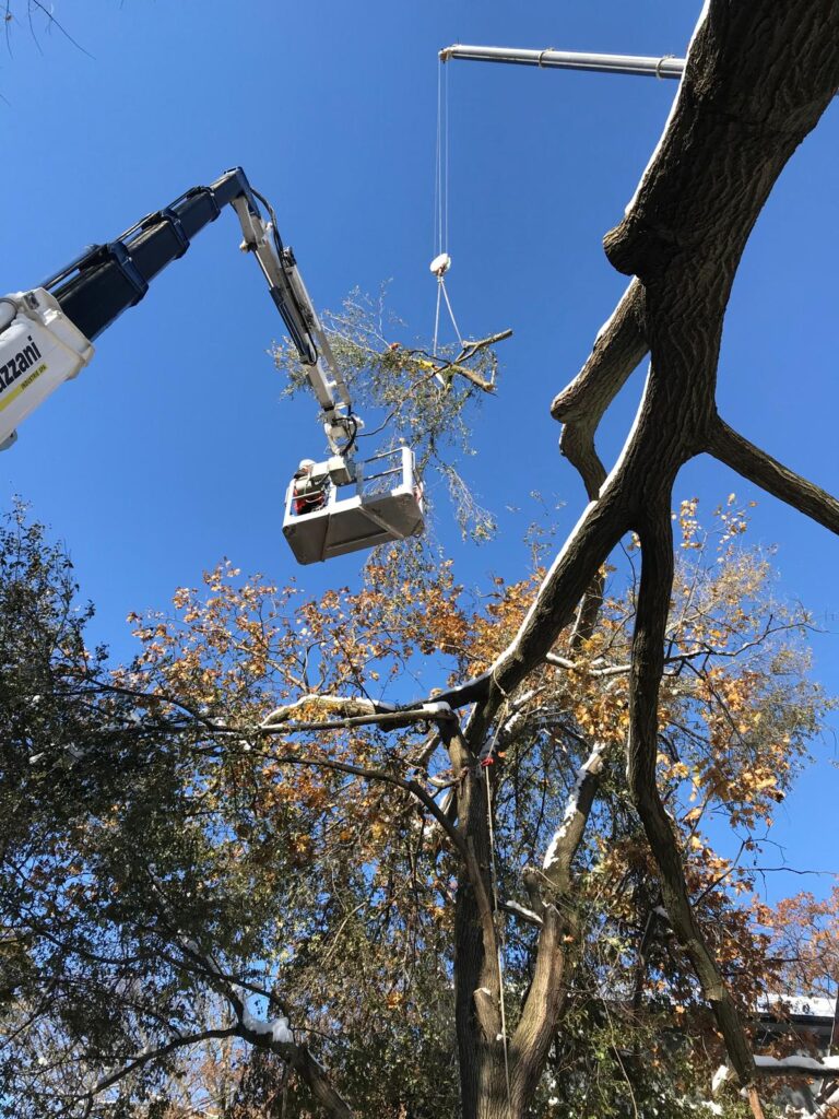 A low-angle photo looking up at complex tree removal operations in Beaches, Toronto, following a multi-house Red Oak failure. A large, 200-tonne mobile crane is telescoping, lifting hazardous Red Oak branches from a mature canopy against a clear blue sky. Directly adjacent, an arborist in a safety lift bucket, equipped with high-visibility safety gear, is positioned for material handling. The tree structure was deemed unstable for direct climbing after damaging three houses. Light snow and autumn leaves are visible on the ground and trees, with green hedges in the background.