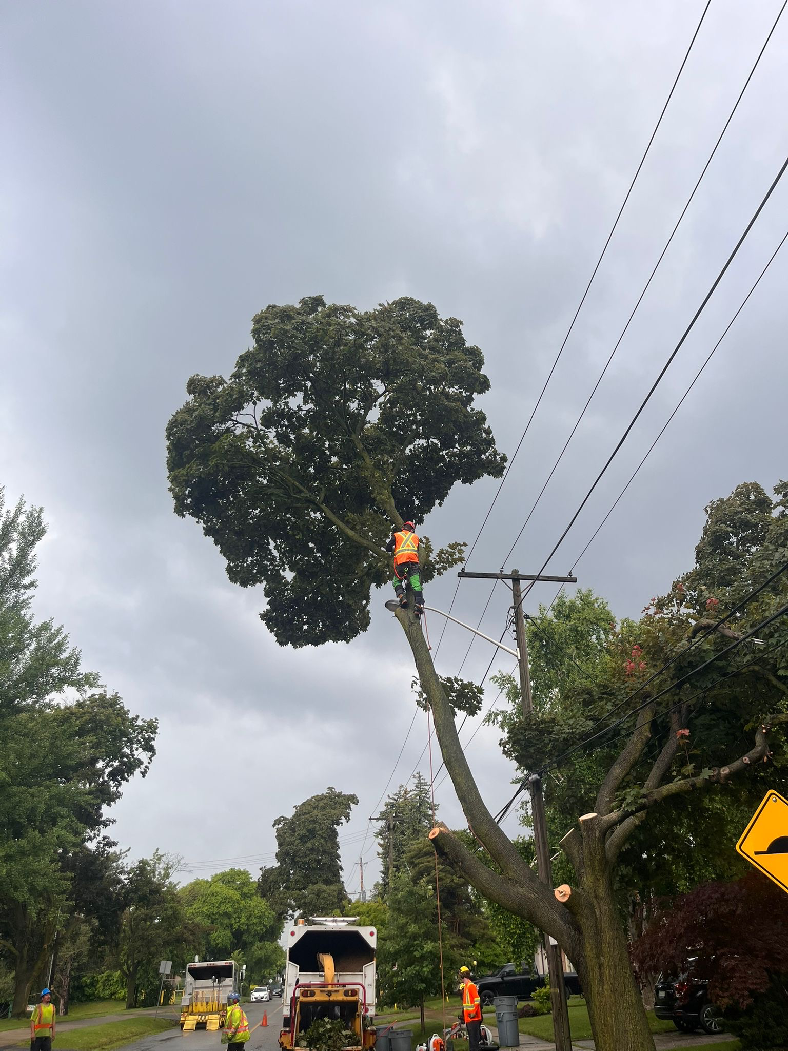 An arborist in high-visibility safety gear climbs high into a massive leaning maple tree to trim branches near utility lines while ground crews manage equipment on a residential street below.