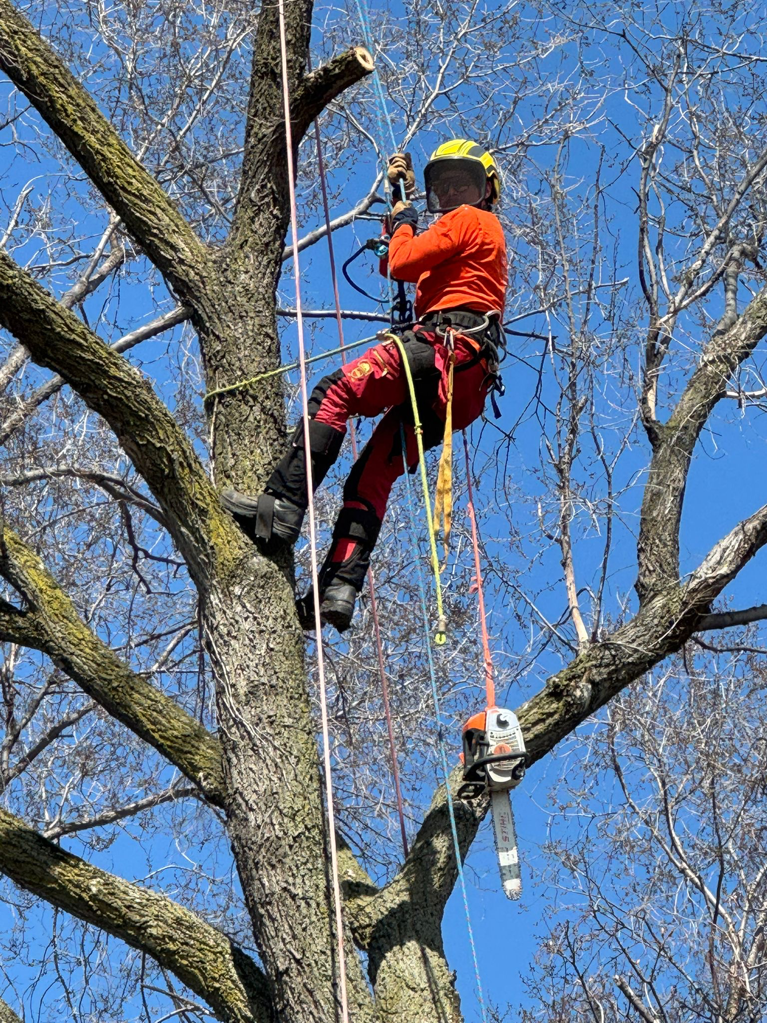 An arborist in full protective gear and climbing harness ascends a large, leafless tree in Toronto while securing climbing ropes with a chainsaw hanging safely below.