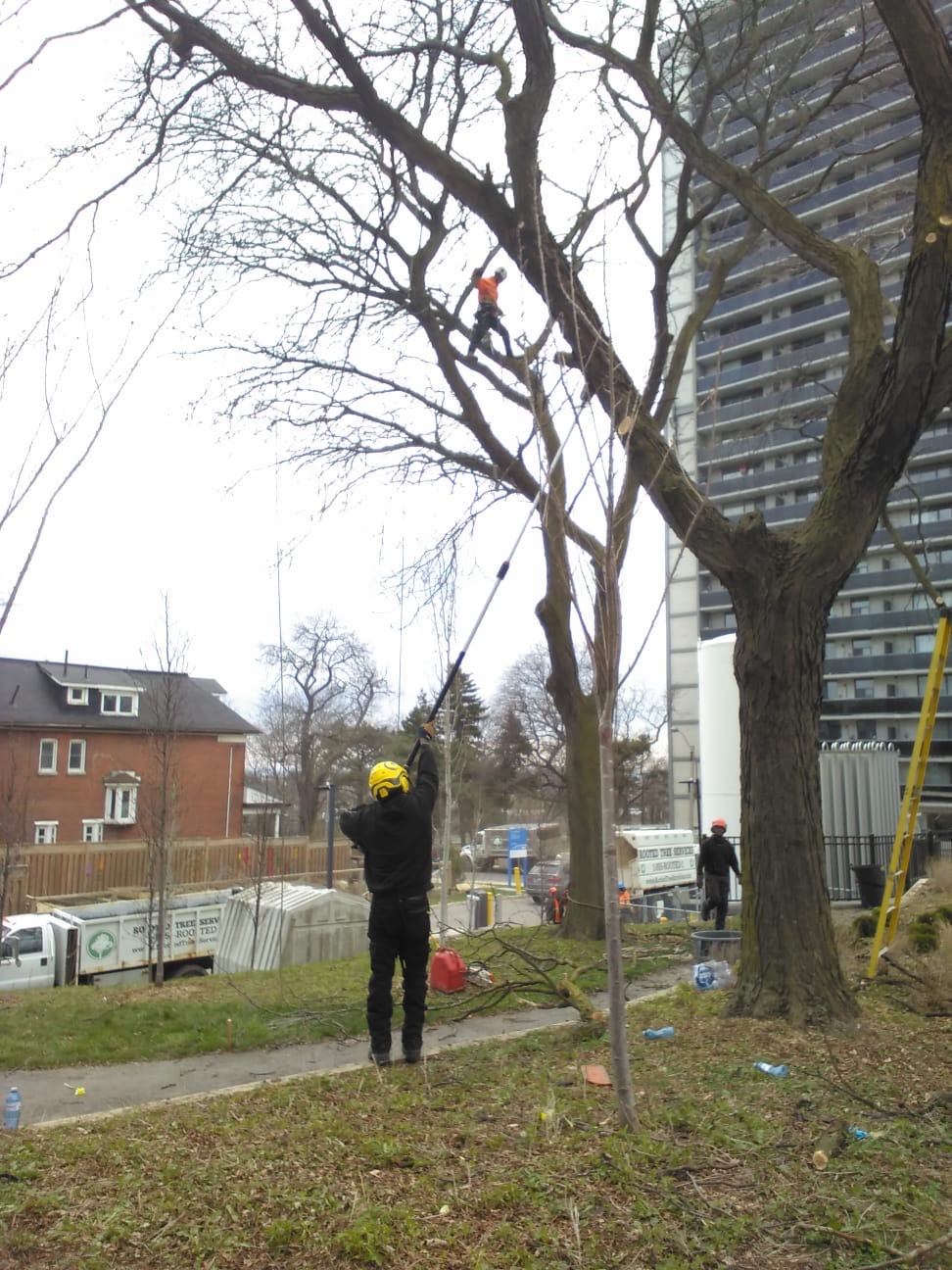 An arborist in a high-visibility orange jacket climbs a large leafless tree while a ground worker in a yellow safety helmet uses a long pole saw on institutional grounds near a tall hospital building.